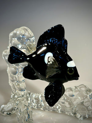 Damselfish on Coral